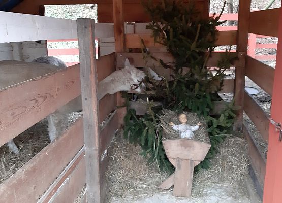 MISIAKI I ŻABKI NA WYCIECZCE W DRZEWINIE grafika