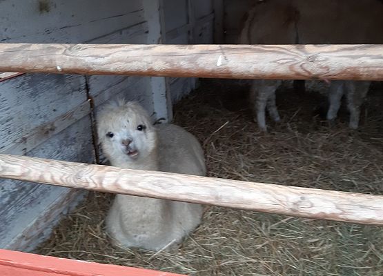 MISIAKI I ŻABKI NA WYCIECZCE W DRZEWINIE grafika