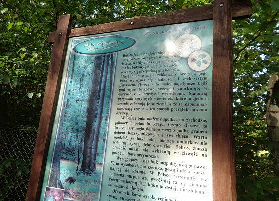 WYCIECZKA DO LASU grafika