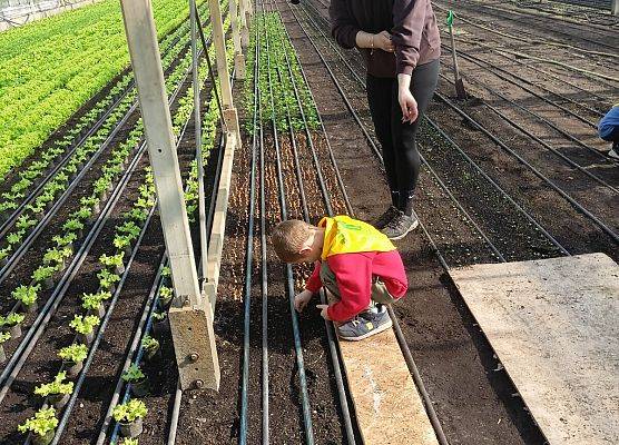 KRASNOLUDKI I SŁONECZKA NA WYCIECZCE DO OGRODNICTWA grafika