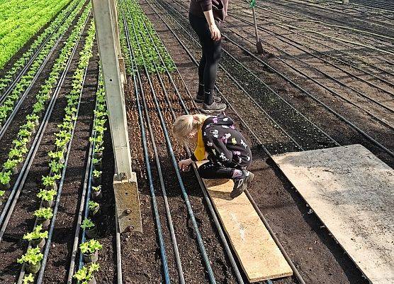 KRASNOLUDKI I SŁONECZKA NA WYCIECZCE DO OGRODNICTWA grafika