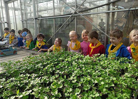 KRASNOLUDKI I SŁONECZKA NA WYCIECZCE DO OGRODNICTWA grafika