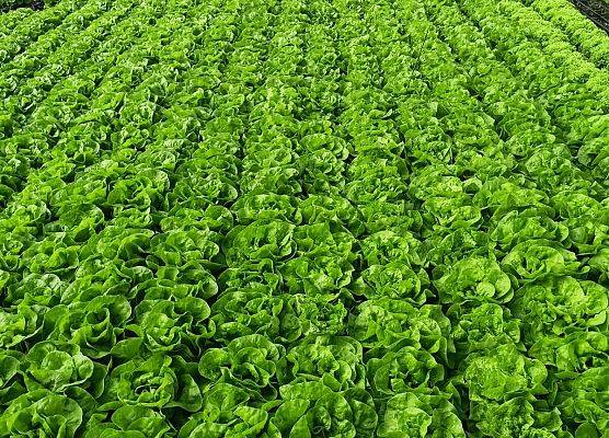 KRASNOLUDKI I SŁONECZKA NA WYCIECZCE DO OGRODNICTWA grafika